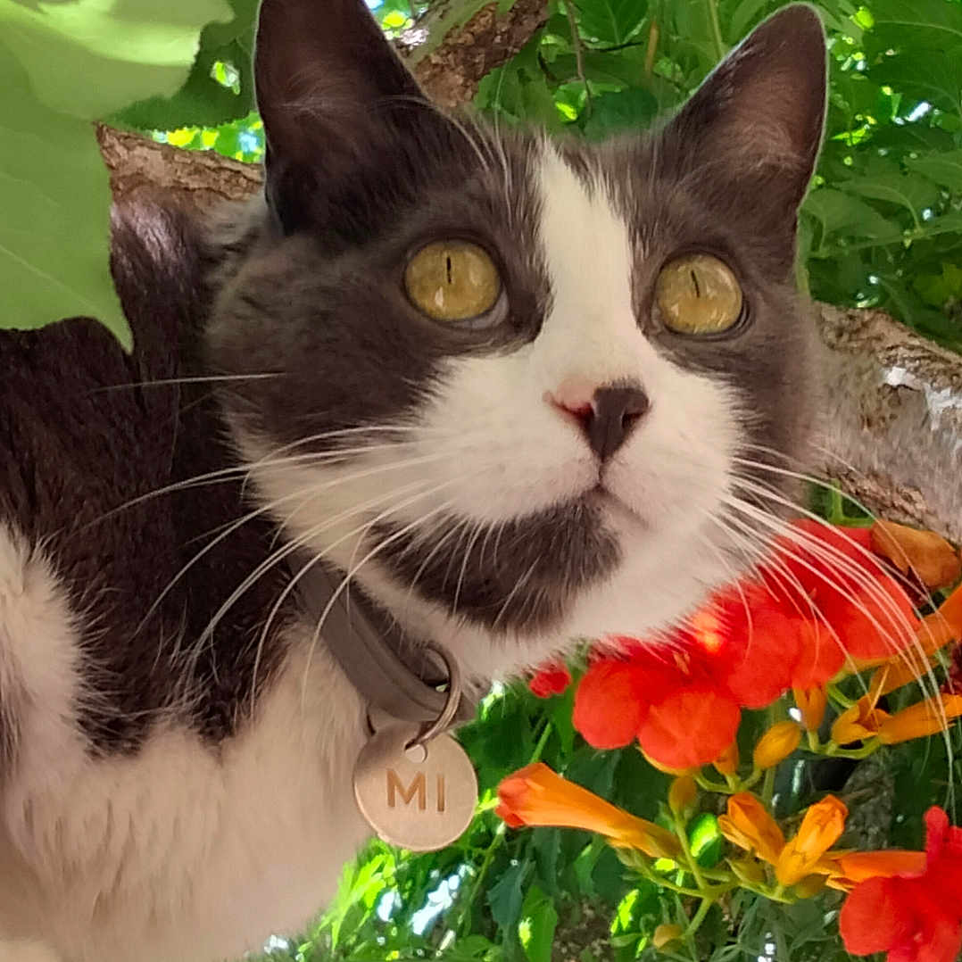 Mi participe au concours pour gagner de l'argent avec cette photo : cat, tuxedo_cat, tree, branch, yellow_eyes, collar, outdoor, nature, green_leaves, orange_flowers, pet, animal, closeup, curious, whiskers, daylight, flora, fauna, mammal, portrait