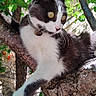 Mi participe au concours pour gagner de l'argent avec cette photo : animal, branch, cat, closeup, collar, curious, daylight, fur, garden, green_leaves, mammal, nature, outdoor, paw, pet, playful, sunlight, tree, tuxedo_cat, whiskers