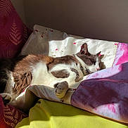 Mi participe au concours pour gagner de l'argent avec cette photo : armchair, blanket, brown, cat, comfort, cozy, feline, fur, home, indoor, nap, patterned, pillow, purple, quiet, relaxation, resting, sleeping, sunlight, white