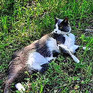 Mi a rejoint le concours — aidez-le/la à gagner de superbes lots ! cat, animal, outdoor, grass, greenery, relaxed, resting, nature, pet, feline, sunlight, wildlife, flora, mammal, domestic_animal, laying_down, alert, whiskers, collar, ground
