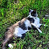 cat, animal, outdoor, grass, greenery, relaxed, resting, nature, pet, feline, sunlight, wildlife, flora, mammal, domestic_animal, laying_down, alert, whiskers, collar, ground