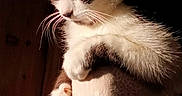 Mi participe au concours pour gagner de l'argent avec cette photo : animal, cat, chair, closeup, comfortable, cozy, domestic, feline, fur, indoor, paw, pet, quiet, relaxing, resting, shadow, sleeping, sunlight, whiskers, wood