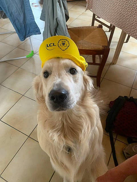 Saïko participe au concours pour gagner de l'argent avec cette photo : carnivore, chair, companion_dog, dog, dog_breed, dog_supply, fashion_accessory, fawn, flooring, fur, golden_retriever, hardwood, hat, party_hat, pet_supply, retriever, selfie, tile_flooring, whiskers, working_animal