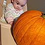 autumn, baby, child, clothing, curious, cute, expression, face, fruit, head, high_chair, home, indoor, infant, orange, person, pumpkin, seat, wide_eyes, young