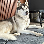 Leiko participe au concours pour gagner de l'argent avec cette photo : dog, siberian_husky, pet, indoor, lying_down, gray_rug, wooden_wall, furniture, canine, fur, animal, paw, nose, ears, looking_away, domestic, resting, companion, house, cozy