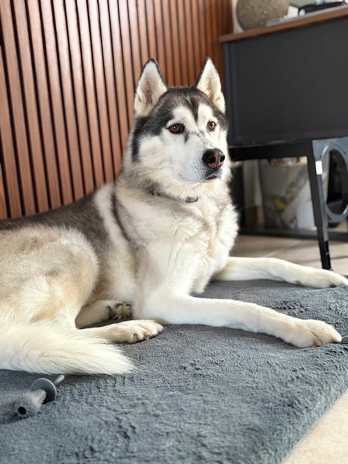 Leiko participe au concours pour gagner de l'argent avec cette photo : dog, siberian_husky, pet, indoor, lying_down, gray_rug, wooden_wall, furniture, canine, fur, animal, paw, nose, ears, looking_away, domestic, resting, companion, house, cozy