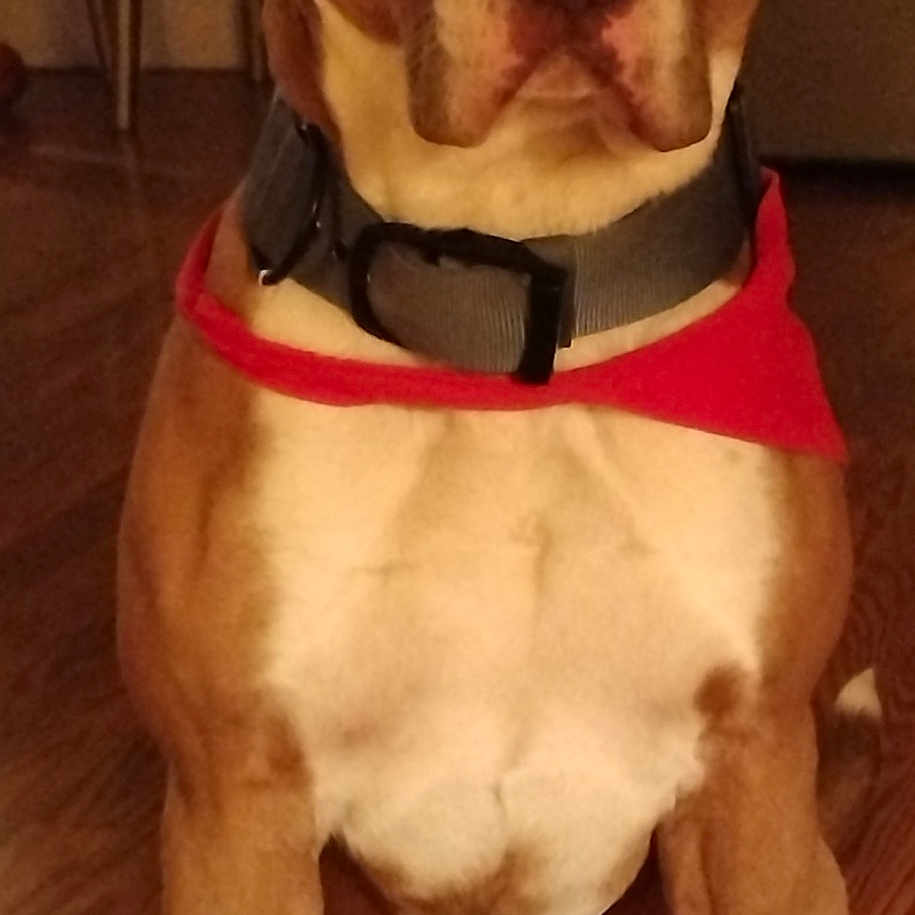 Dragon is registered to the contest to win money with this photo: animal, bandana, brown, canine, chair, collar, dog, domestic_animal, ears, face, furniture, indoor, nose, paws, pet, portrait, sitting, table, white, wooden_floor