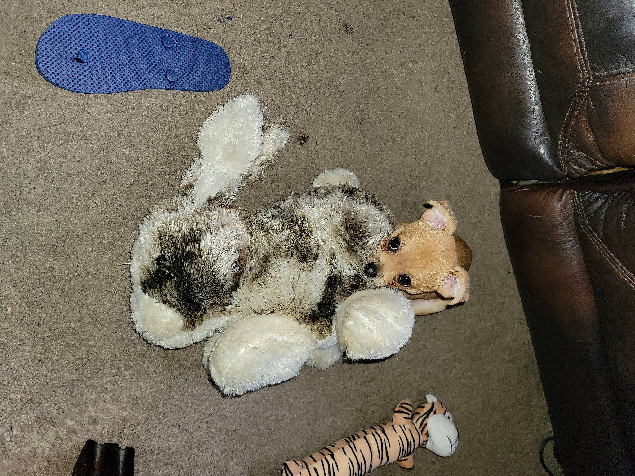 Sisco is registered to the contest to win money with this photo: art, asphalt, canidae, companion_dog, concrete, couch, dog, dog_breed, fur, paw, plush, road_surface, sporting_group, stuffed_toy, tar, teddy_bear, toy, toy_dog, white, working_animal