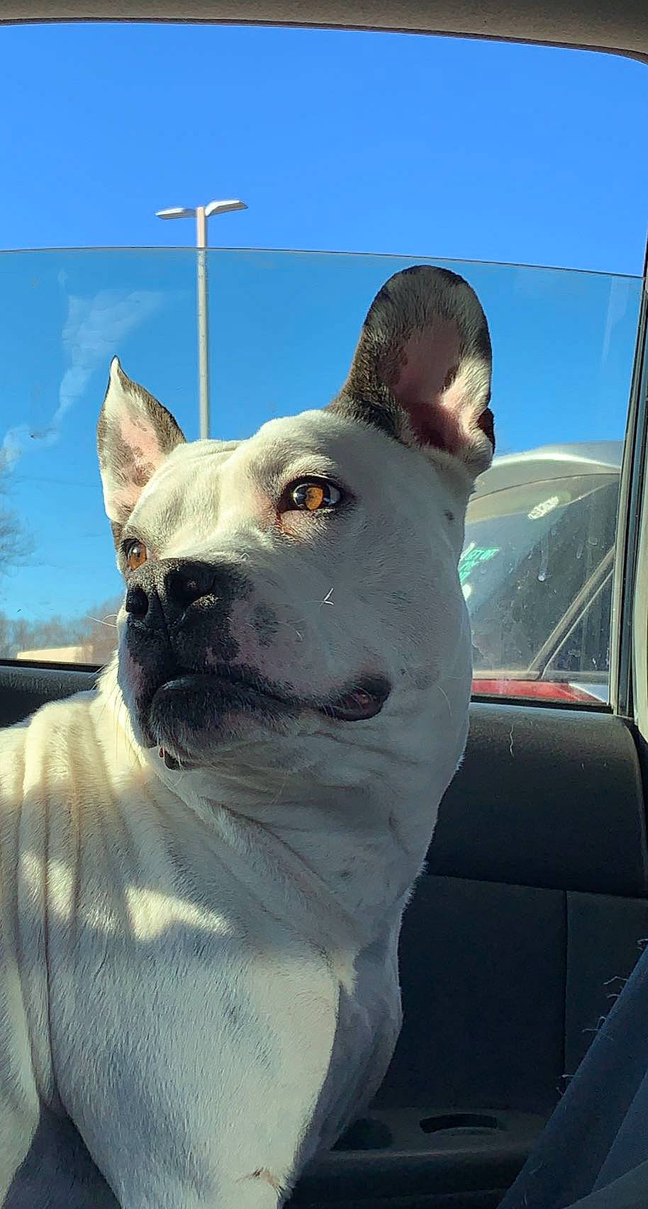 Prada is registered to the contest to win money with this photo: ancient_dog_breeds, canidae, carnivore, collar, companion_dog, dog, dog_breed, dog_collar, fawn, hood, non_sporting_group, sky, snout, sporting_group, whiskers, windscreen_wiper, windshield, working_animal