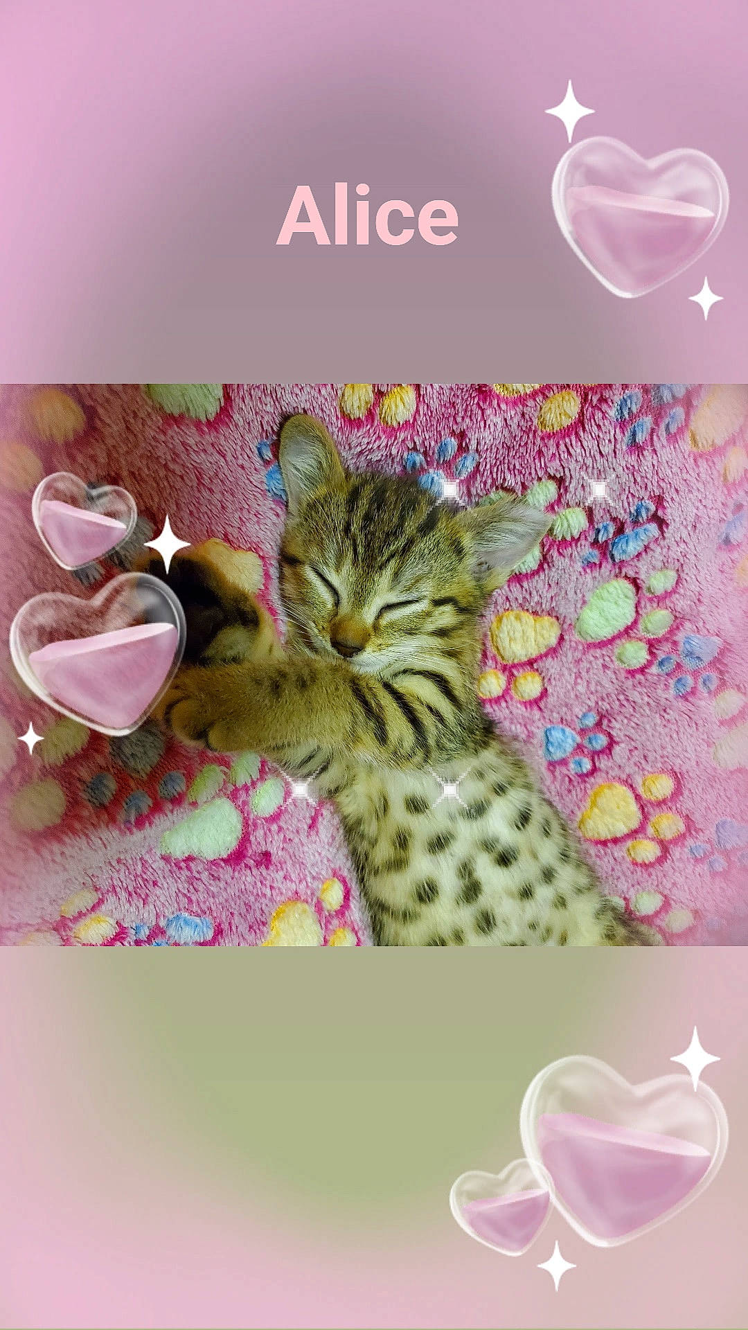 Alice a rejoint le concours — aidez-le/la à gagner de superbes lots ! carnivore, cat, drinkware, felidae, font, fur, happy, linens, logo, magenta, organism, pattern, peach, petal, pink, rectangle, serveware, small_to_medium_sized_cats, whiskers