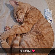 Princesse participe au concours pour gagner de l'argent avec cette photo : cat, sleeping, orange_tabby, curled_up, bed, remote_control, box, feline, pet, indoor, resting, cute, cozy, fur, whiskers, paw, nose, ears, tail, snapchat_text_overlay