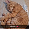 cat, sleeping, orange_tabby, curled_up, bed, remote_control, box, feline, pet, indoor, resting, cute, cozy, fur, whiskers, paw, nose, ears, tail, snapchat_text_overlay