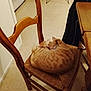 cat, chair, cozy, curled_up, domestic_cat, floor, furniture, home, household, indoor, kitchen, orange_tabby, peaceful, pet, quiet, relaxing, resting, sleeping, table, wooden_chair