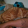 animal, arm, bed, blanket, cat, cozy, feline, ginger_cat, human_arm, indoor, pet, plush_toy, quiet, relaxing, resting, sleeping, soft_toy, striped_cat, tattoo, wall