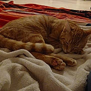 Princesse a rejoint le concours — aidez-le/la à gagner de superbes lots ! cat, orange_tabby, sleeping, blanket, indoor, living_room, furniture, television, clothes, cozy, pet, paw, floor, relaxing, home, couch, soft_texture, rest, domestic_animal, warm_lighting