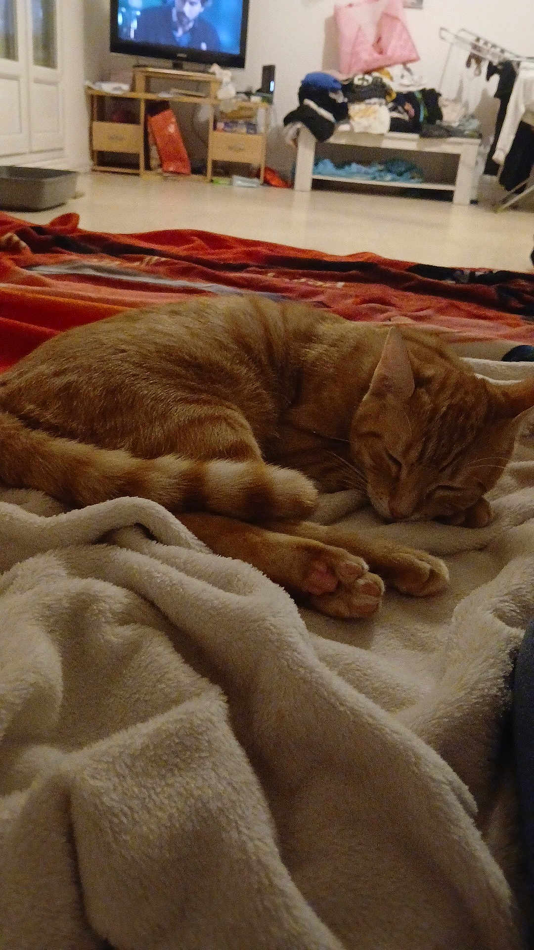 Princesse a rejoint le concours — aidez-le/la à gagner de superbes lots ! cat, orange_tabby, sleeping, blanket, indoor, living_room, furniture, television, clothes, cozy, pet, paw, floor, relaxing, home, couch, soft_texture, rest, domestic_animal, warm_lighting