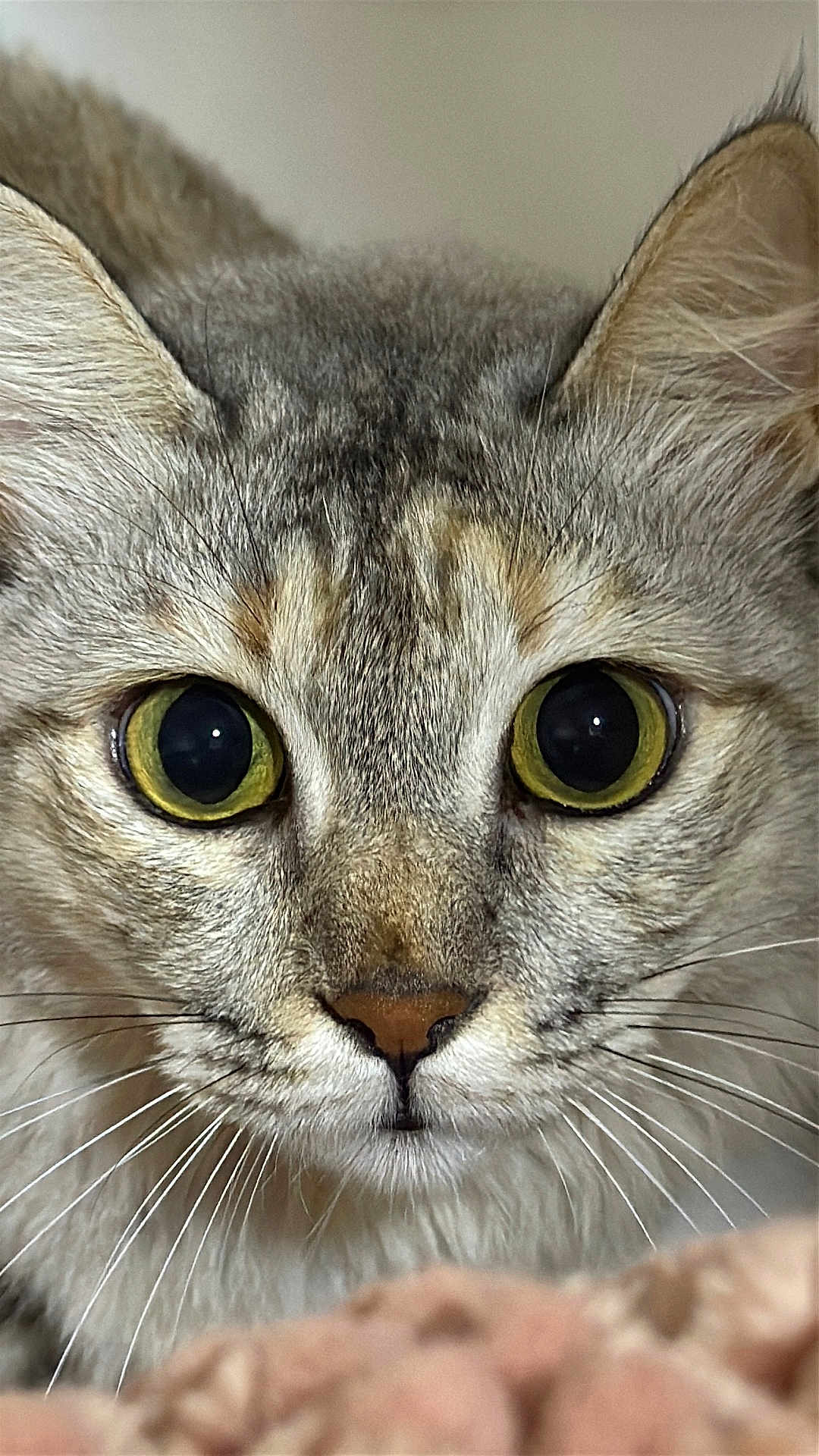 Bonnie