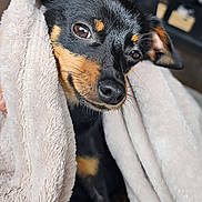 Mickey joined the competition — help win amazing prizes! dog, blanket, cozy, black_and_tan, fur, pet, animal, cute, snuggled, indoor, soft_texture, canine, portrait, relaxed, comfort, closeup, eyes, ears, sleepy, warm