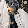 dog, blanket, cozy, black_and_tan, fur, pet, animal, cute, snuggled, indoor, soft_texture, canine, portrait, relaxed, comfort, closeup, eyes, ears, sleepy, warm
