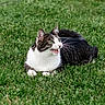 Roacoe joined the competition — help win amazing prizes! cat, tabby_cat, grass, outdoor, animal, pet, feline, nature, greenery, resting, alert, whiskers, meowing, fur, mammal, cute, daylight, closeup, lying_down, expression
