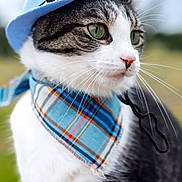 Roacoe joined the competition — help win amazing prizes! cat, animal, pet, hat, blue_hat, bandana, plaid, outdoor, portrait, closeup, whiskers, green_eyes, fur, cute, fashion, accessory, costume, profile, nature, serious