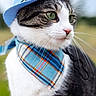 cat, animal, pet, hat, blue_hat, bandana, plaid, outdoor, portrait, closeup, whiskers, green_eyes, fur, cute, fashion, accessory, costume, profile, nature, serious