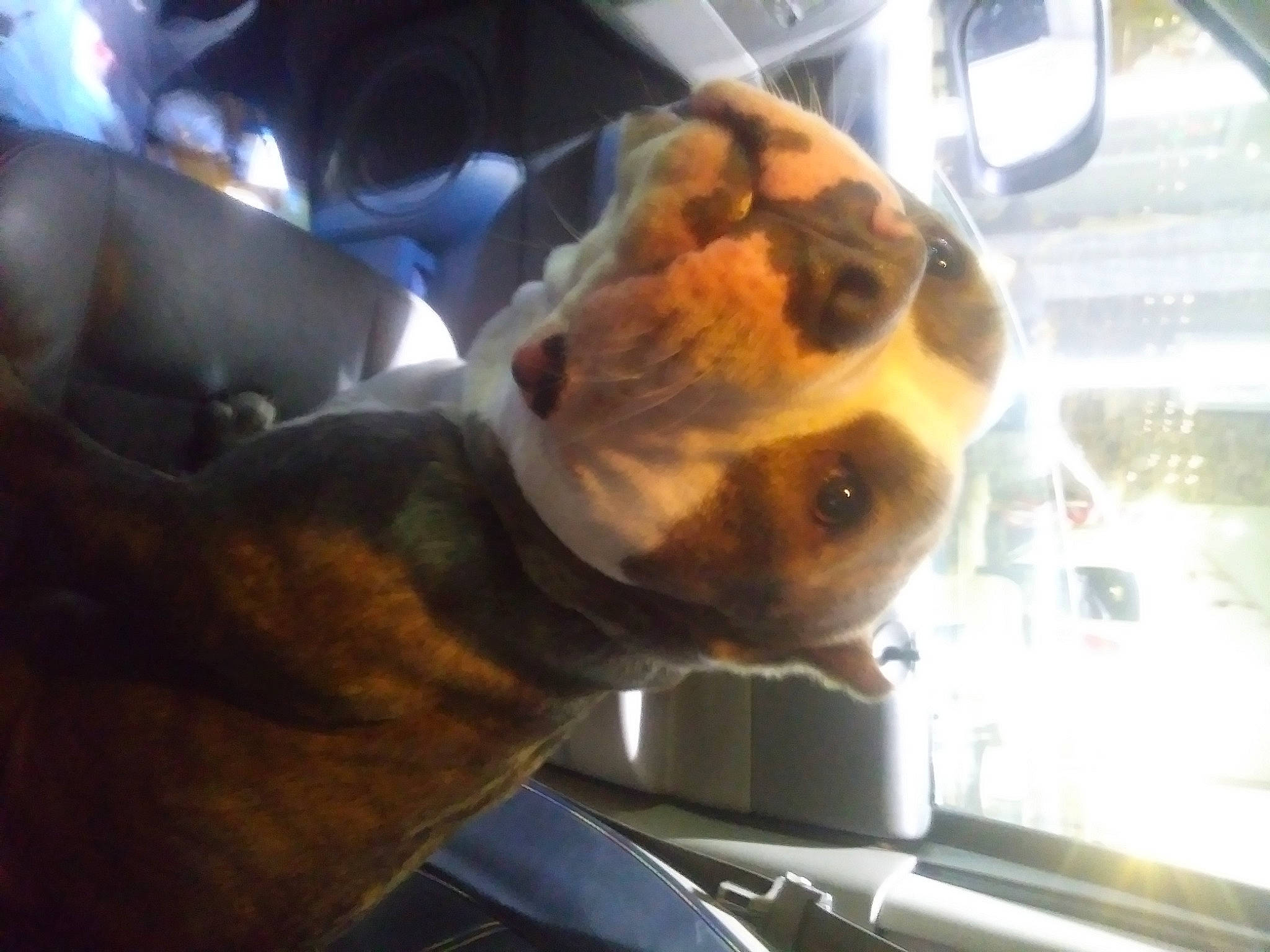 Doughboy is registered to the contest to win money with this photo: canidae, fawn, snout