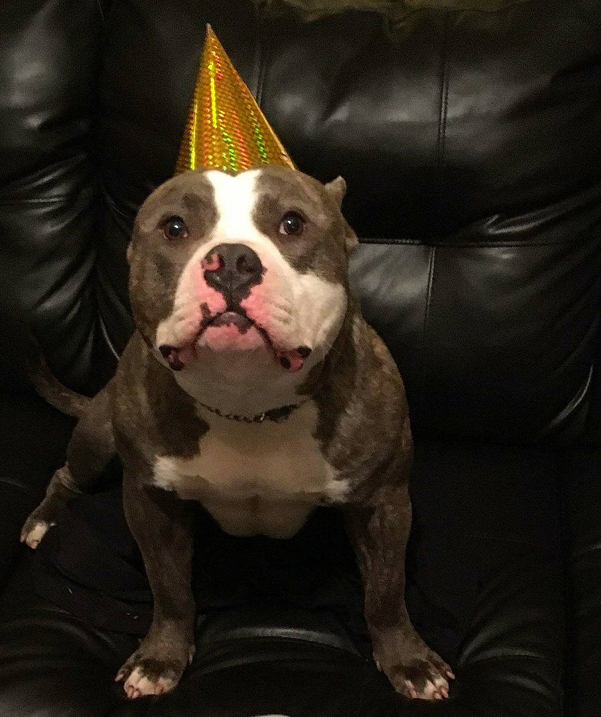 Doughboy is registered to the contest to win money with this photo: american_bulldog, american_pit_bull_terrier, american_staffordshire_terrier, bull_and_terrier, bulldog, canidae, carnivore, companion_dog, dog, dog_breed, fawn, mammal, non_sporting_group, old_english_bulldog, olde_english_bulldogge, pit_bull, rare_breed_dog, snout, staffordshire_bull_terrier, vertebrate