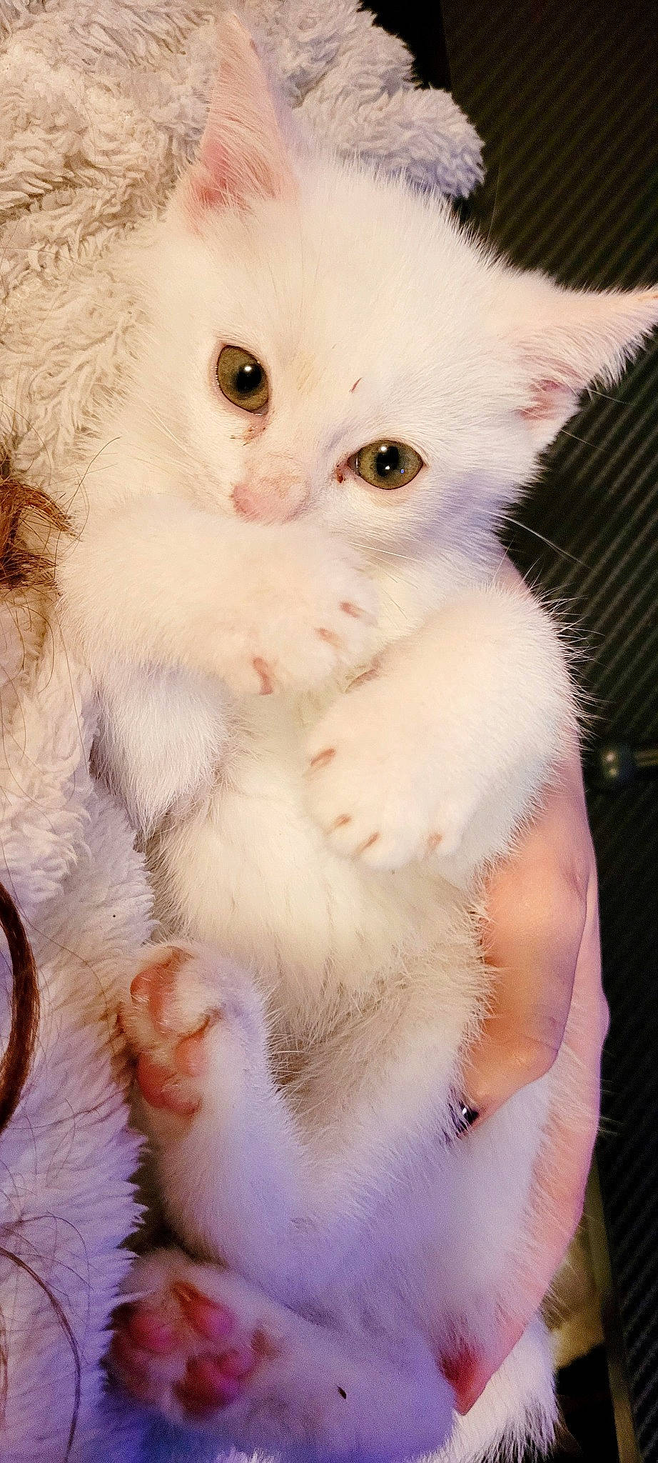 Lolita a rejoint le concours — aidez-le/la à gagner de superbes lots ! carnivore, cat, claw, ear, fawn, felidae, fur, natural_material, paw, small_to_medium_sized_cats, snout, tail, whiskers, white