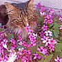 Garfield a rejoint le concours — aidez-le/la à gagner de superbes lots ! cat, tabby_cat, flowers, pink_flowers, white_flowers, green_leaves, outdoor, nature, pet, animal, flora, closeup, garden, plant, fur, whiskers, relaxed, curious, sniffing, spring
