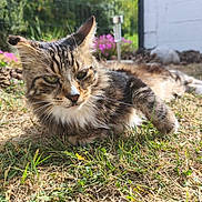 Garfield a rejoint le concours — aidez-le/la à gagner de superbes lots ! cat, tabby, grass, outdoor, sunlight, pine_cones, flowers, white_wall, pet, feline, animal, nature, relaxing, garden, fur, whiskers, greenery, daylight, closeup, laying_down