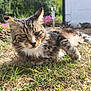 cat, tabby, grass, outdoor, sunlight, pine_cones, flowers, white_wall, pet, feline, animal, nature, relaxing, garden, fur, whiskers, greenery, daylight, closeup, laying_down