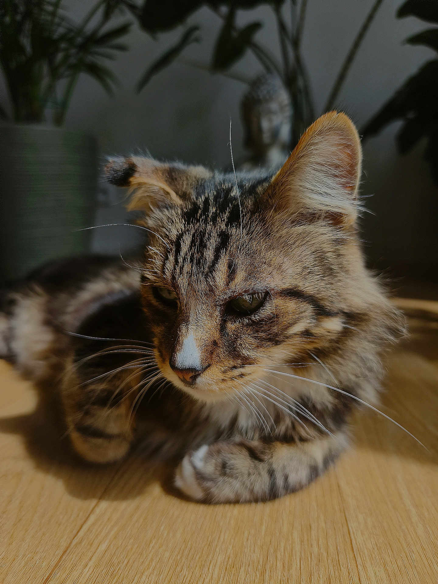 Garfield participe au concours pour gagner de l'argent avec cette photo : cat, tabby, feline, pet, indoor, wooden_floor, sunlight, whiskers, closeup, relaxing, animal, fur, ears, paw, houseplant, buddha_statue, decor, shadow, calm, cozy