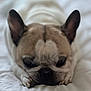 animal, bed, closeup, cozy, cute, dog, domestic_animal, ears, face, french_bulldog, fur, indoors, mammal, paw, pet, resting, sleeping, snout, white_bedspread, wrinkles