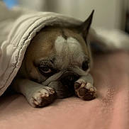Lilo a rejoint le concours — aidez-le/la à gagner de superbes lots ! animal, bed, blanket, closeup, comfort, cozy, cute, dog, face, fur, indoor, paw, pet, pink, portrait, relaxed, resting, sleepy, snuggled, white