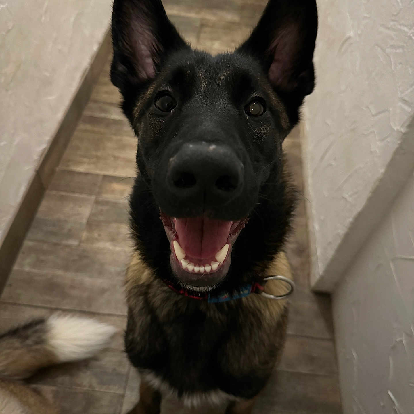 Volt a rejoint le concours — aidez-le/la à gagner de superbes lots ! animal, bodypart, canine, dog, germanshepherd, hound, husky, mouth, person, pet, policedog, puppy, snout, tongue