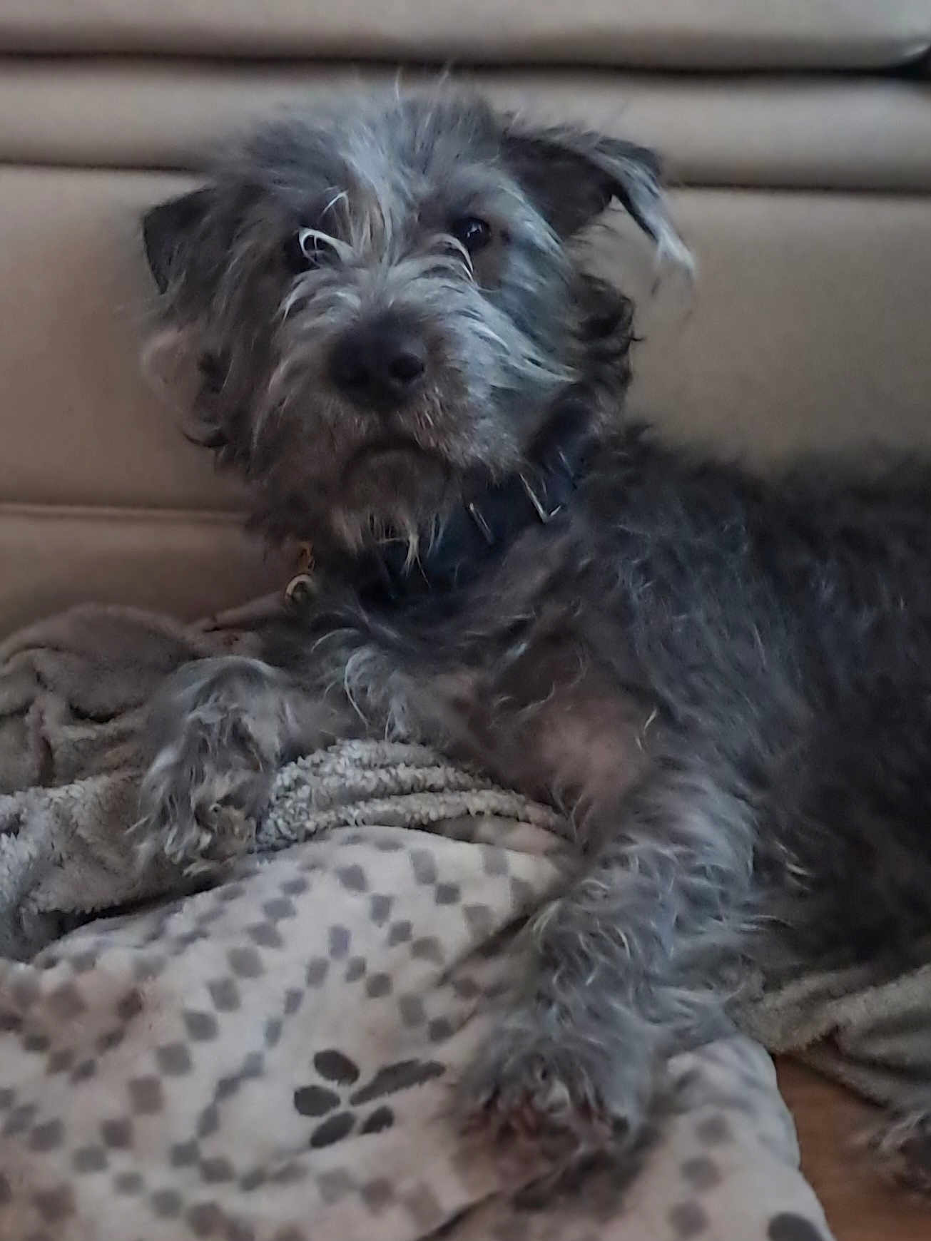 Pierre Phillip joined the competition — help win amazing prizes! animal, blanket, collar, comfort, cozy, curious, cute, dog, face, fur, fur_texture, gray, indoor, lounge, pet, relaxed, resting, scruffy, soft, texture