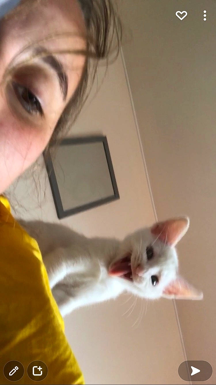 Litchi participe au concours pour gagner de l'argent avec cette photo : bangs, carnivore, cat, ear, eye, eyebrow, eyelash, facial_expression, felidae, gesture, head, iris, jaw, mouth, nose, skin, small_to_medium_sized_cats, snout, tail, whiskers