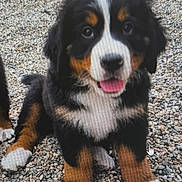 Bella a rejoint le concours — aidez-le/la à gagner de superbes lots ! puppy, dog, bernese_mountain_dog, tricolor, black_fur, white_fur, brown_fur, floppy_ears, tongue_out, sitting, paws, white_paws, facial_markings, carpet, indoors, pet, cute, portrait, centered_subject, screen_artifacts