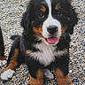 puppy, dog, bernese_mountain_dog, tricolor, black_fur, white_fur, brown_fur, floppy_ears, tongue_out, sitting, paws, white_paws, facial_markings, carpet, indoors, pet, cute, portrait, centered_subject, screen_artifacts