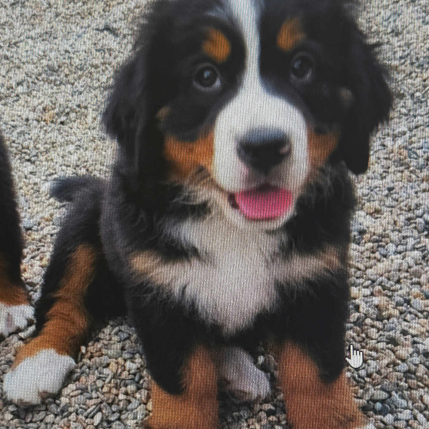 Bella