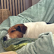 Médard. a rejoint le concours — aidez-le/la à gagner de superbes lots ! animal, blanket, brown_and_white, calm, comfort, couch, cozy, dog, domestic_animal, fur, furniture, home, indoor, nap, peaceful, pet, relaxation, resting, sleeping, soft_texture