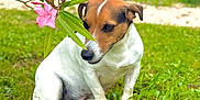 Médard. participe au concours pour gagner de l'argent avec cette photo : animal, canine, cute, daylight, dog, flower, fur, garden, grass, greenery, jack_russell_terrier, leaf, nature, outdoor, pet, pink_flower, plant, sitting, small_dog, summer