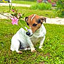 animal, canine, cute, daylight, dog, flower, fur, garden, grass, greenery, jack_russell_terrier, leaf, nature, outdoor, pet, pink_flower, plant, sitting, small_dog, summer