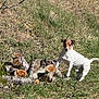 alert, animal, brown_and_white_dog, canine, daylight, dog, dry_grass, field, grass, green_grass, logs, natural, nature, outdoor, pet, small_dog, standing, sunlight, tree_stumps, wood