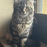 Tigris a rejoint le concours — aidez-le/la à gagner de superbes lots ! abyssinian, angora, animal, cat, egyptiancat, gray, kitten, manx, pet, window, windowsill