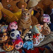 Kingston Bubba joined the competition — help win amazing prizes! animal, bed, blanket, cat, collection, colorful, comfort, cozy, cute, cute_eyes, decor, feline, indoor, orange_tabby, pet, playful, plush_toys, sitting, soft_toys, stuffed_animals