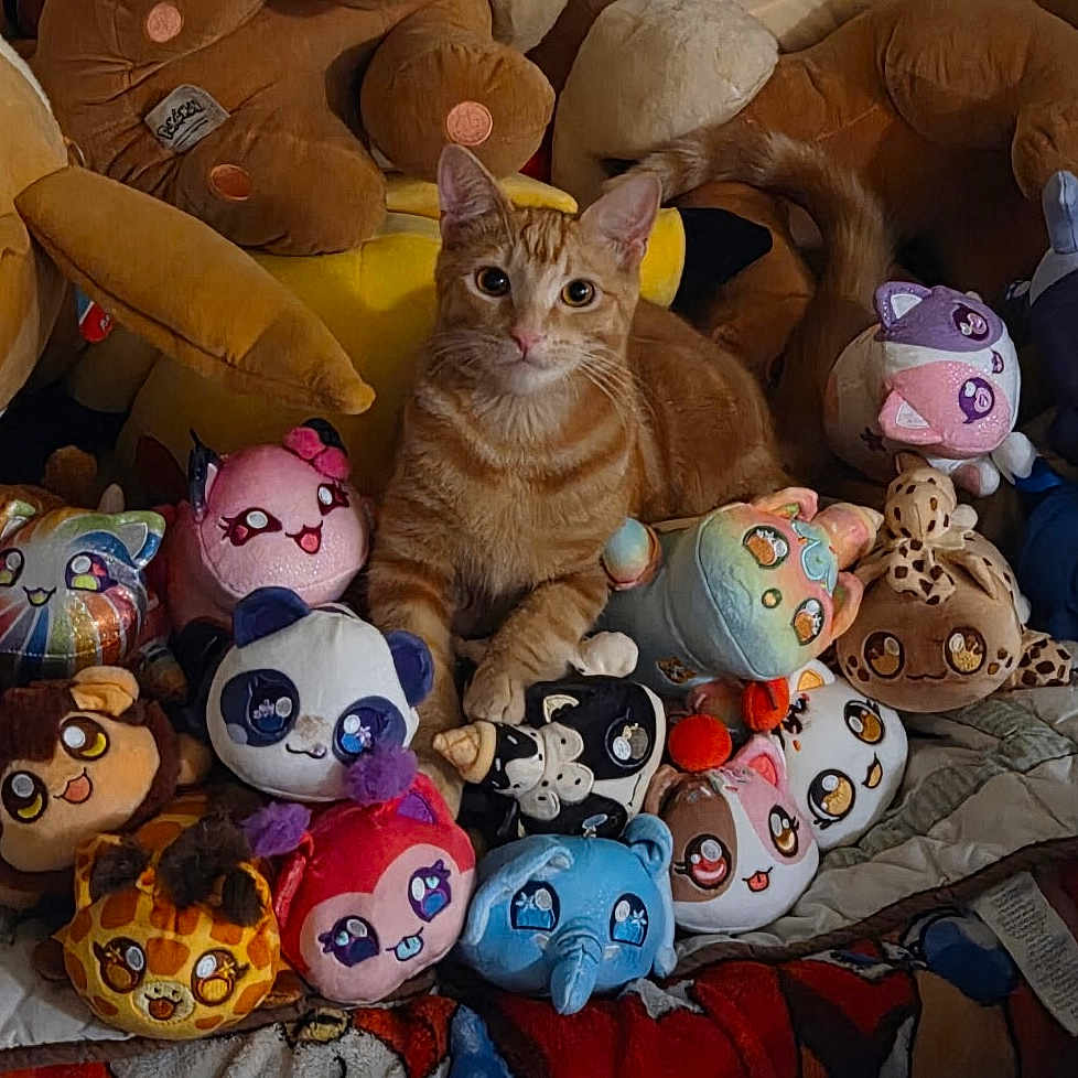 Kingston Bubba joined the competition — help win amazing prizes! animal, bed, blanket, cat, collection, colorful, comfort, cozy, cute, cute_eyes, decor, feline, indoor, orange_tabby, pet, playful, plush_toys, sitting, soft_toys, stuffed_animals