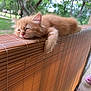 Michi joined the competition — help win amazing prizes! adorable, bamboo_blind, bokeh, cat, cute, domestic_cat, fur, kitten, nap, nature, orange_cat, outdoor, paw, pet, porch, railing, relaxation, sleeping, tiny, whiskers