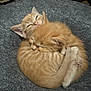 Michi is registered to the contest to win money with this photo: bed, blanket, cat, closeup, cozy, cuddling, curled_up, cute, domestic_animal, ear, fur, home_interior, kitten, orange_tabby, paw, pet, portrait, rug, sleeping, two_kittens